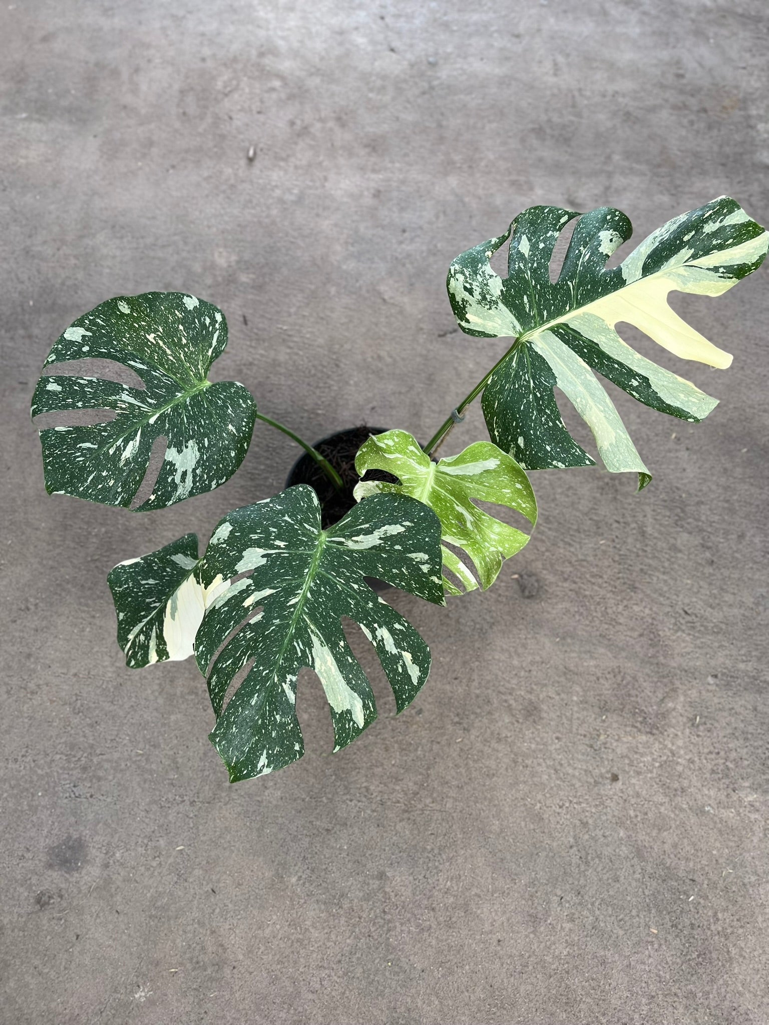 Monstera Thai Constellation bare-root WYSIWYG