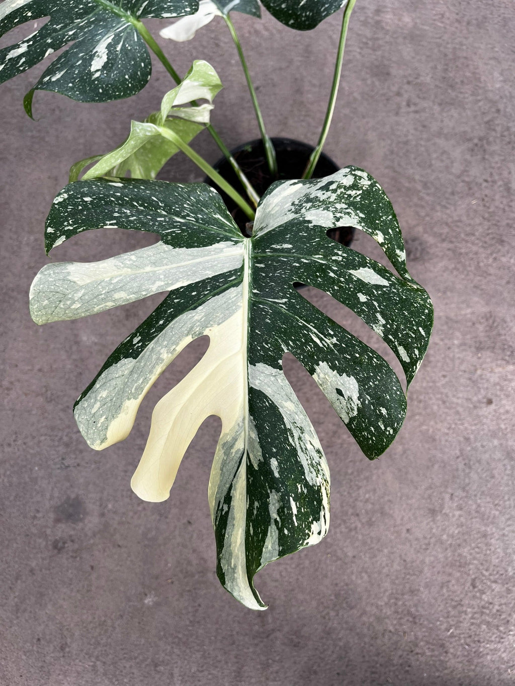 Monstera Thai Constellation leaf detail
