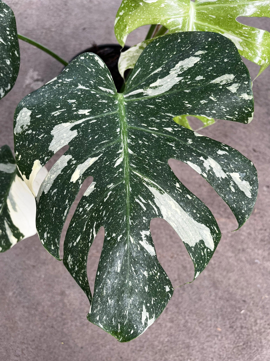 Monstera Thai Constellation variegation