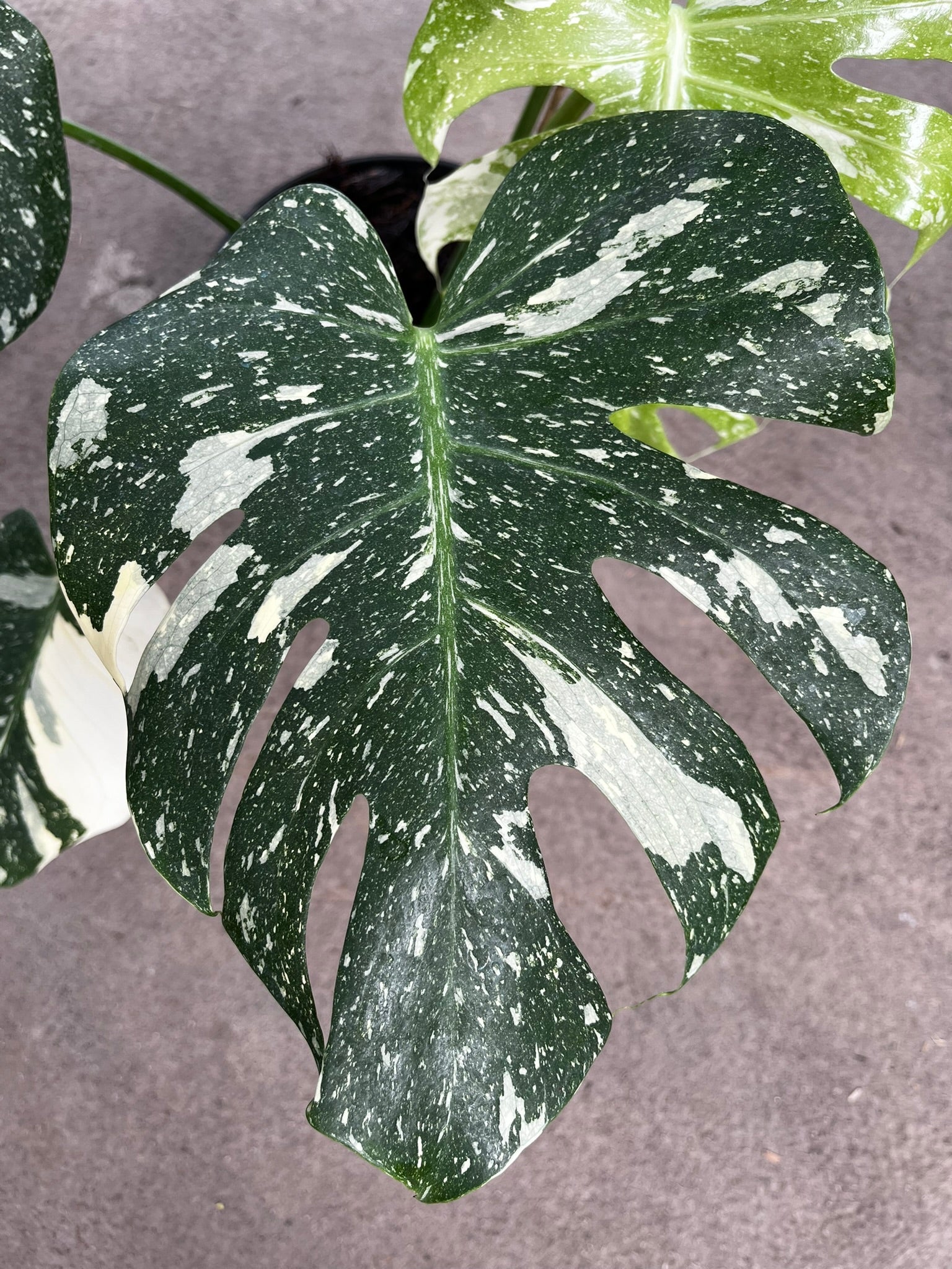 Monstera Thai Constellation variegation