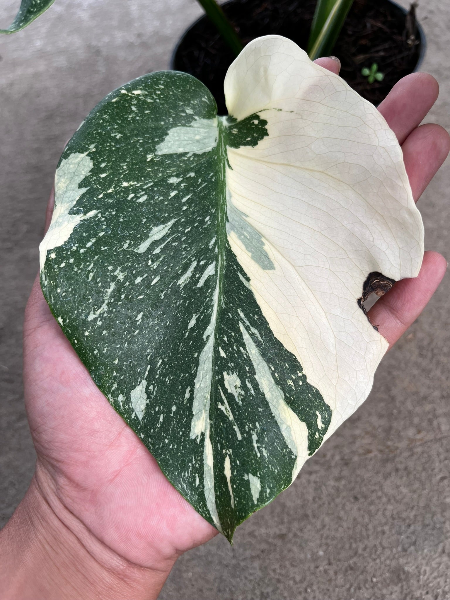 Monstera Thai Constellation full plant