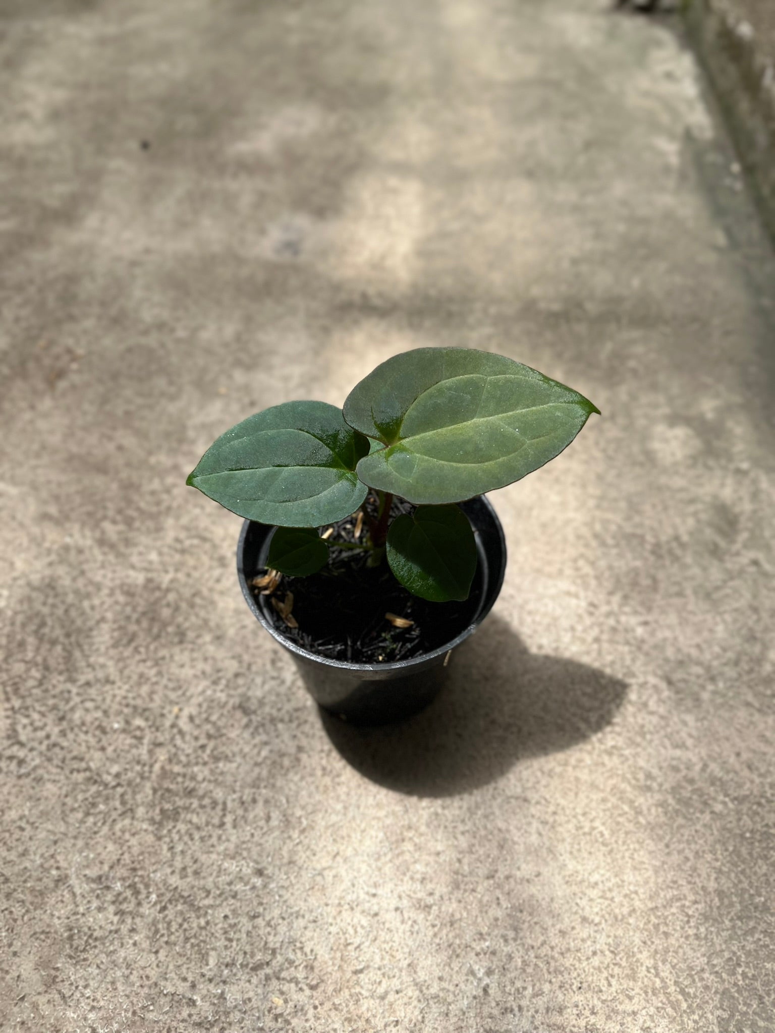 Anthurium forgetii — no-sinus heart-leaf species, velvet texture, Colombian origin | Vanosha Plants
