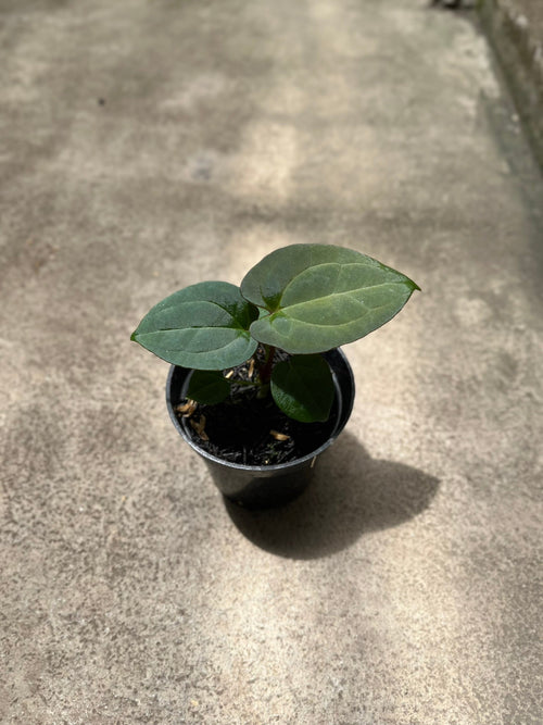 Anthurium forgetii — no-sinus heart-leaf species, velvet texture, Colombian origin | Vanosha Plants