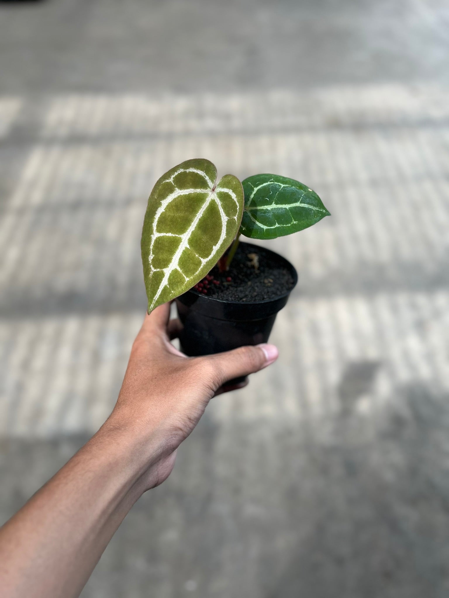 Anthurium Michelle Self – VanoshaPlants