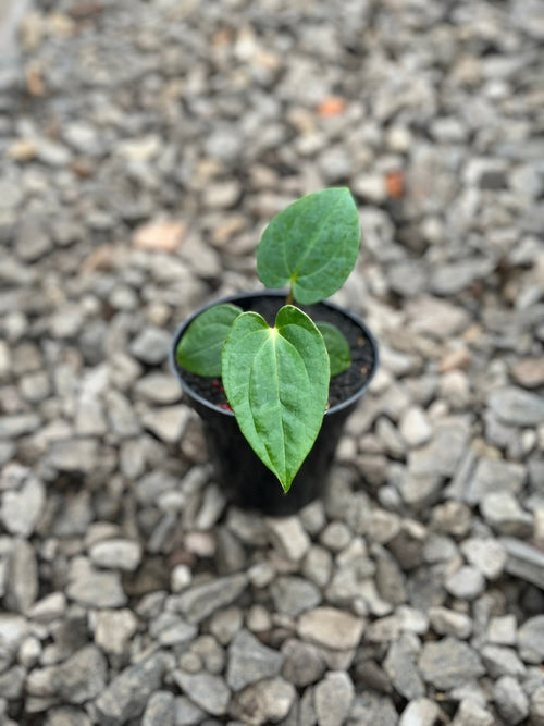 Anthurium Lagogatun × Gunayala hybrid — corrugated dark velvet Indonesian cross | Vanosha Plants