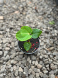 Anthurium Lagogatun × King of Spades hybrid — corrugated prestige collector cross | Vanosha Plants