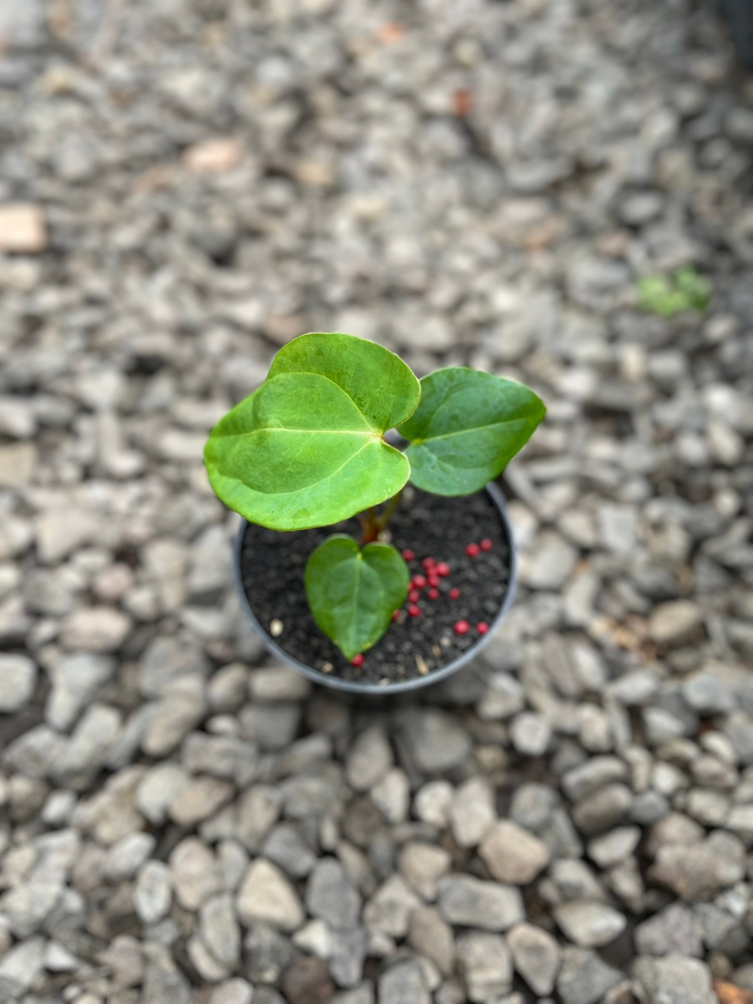 Anthurium Lagogatun × King of Spades hybrid — corrugated prestige collector cross | Vanosha Plants