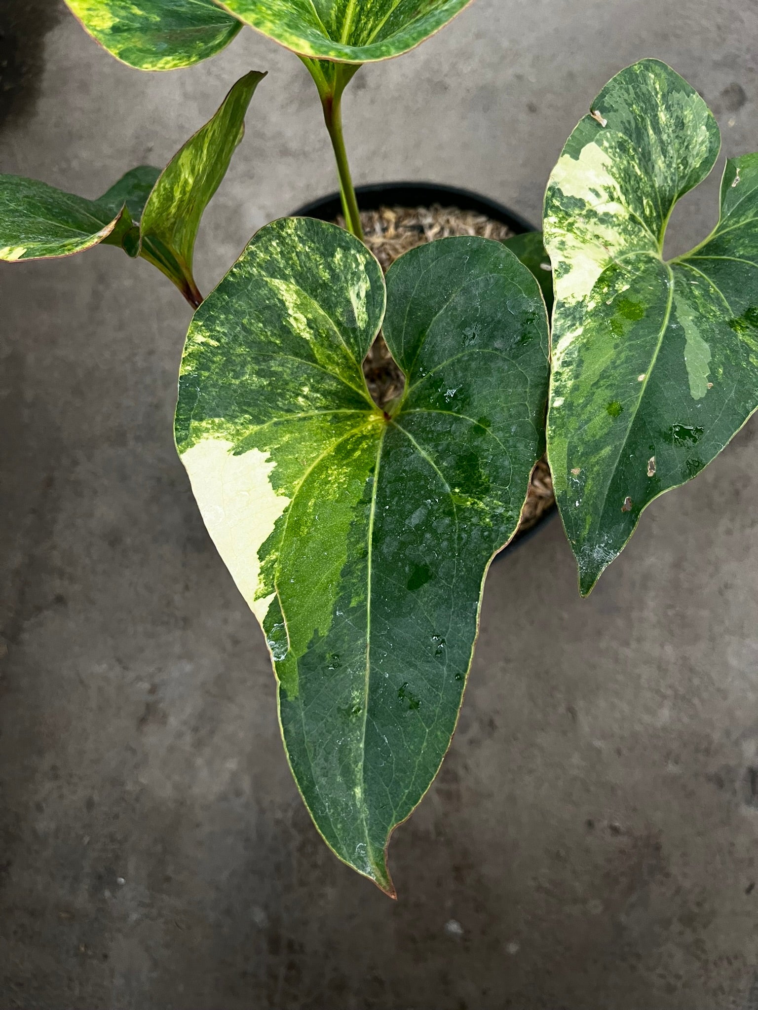 Anthurium brownii variegated large form — climbing velvet anthurium with cream sectoring | Vanosha Plants