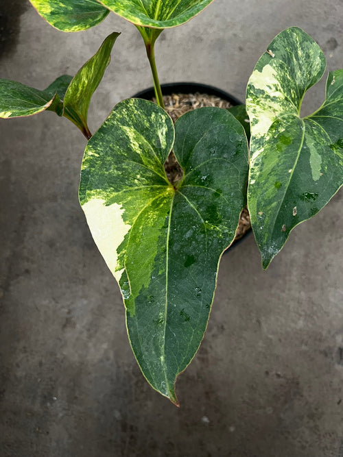 Anthurium Brownii Variegated Large — rare variegated collector plant