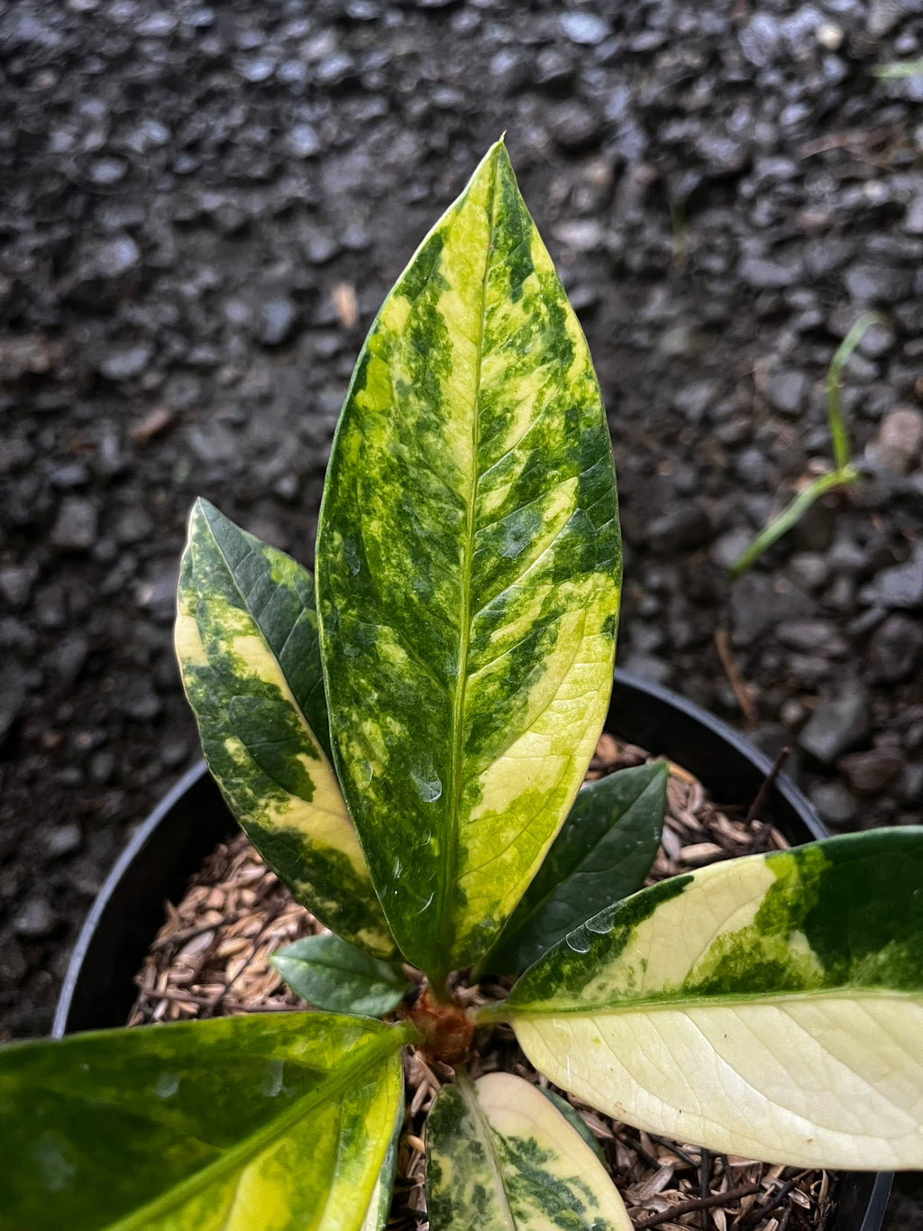 Anthurium Jemanii Variegated leaf pattern