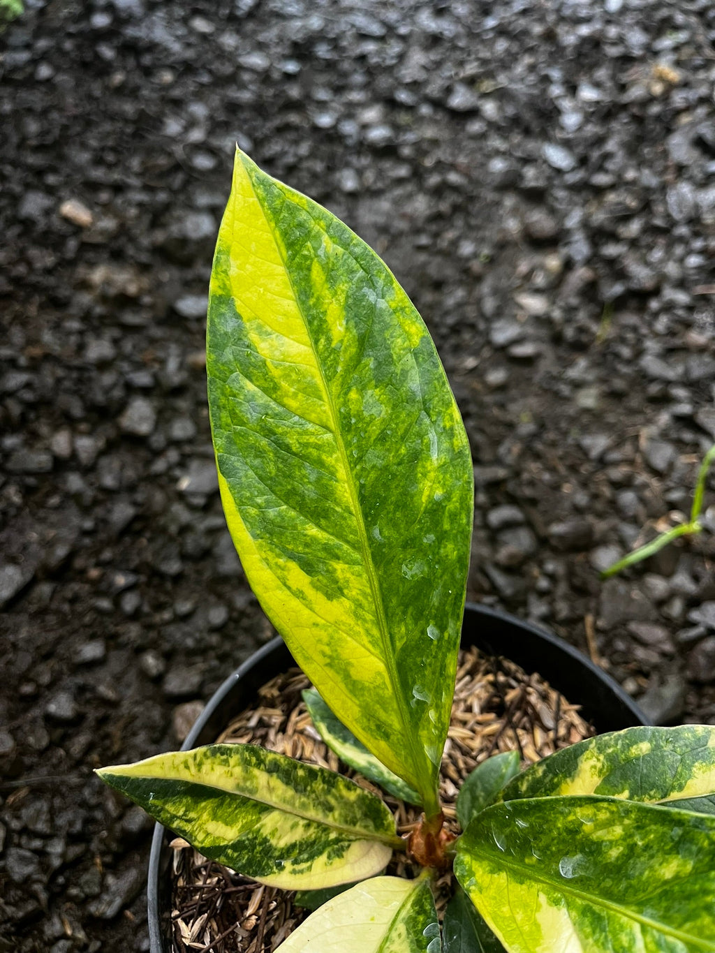 Anthurium Jemanii Variegated close-up