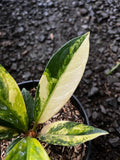 Anthurium Jemanii Variegated - rare variegated form