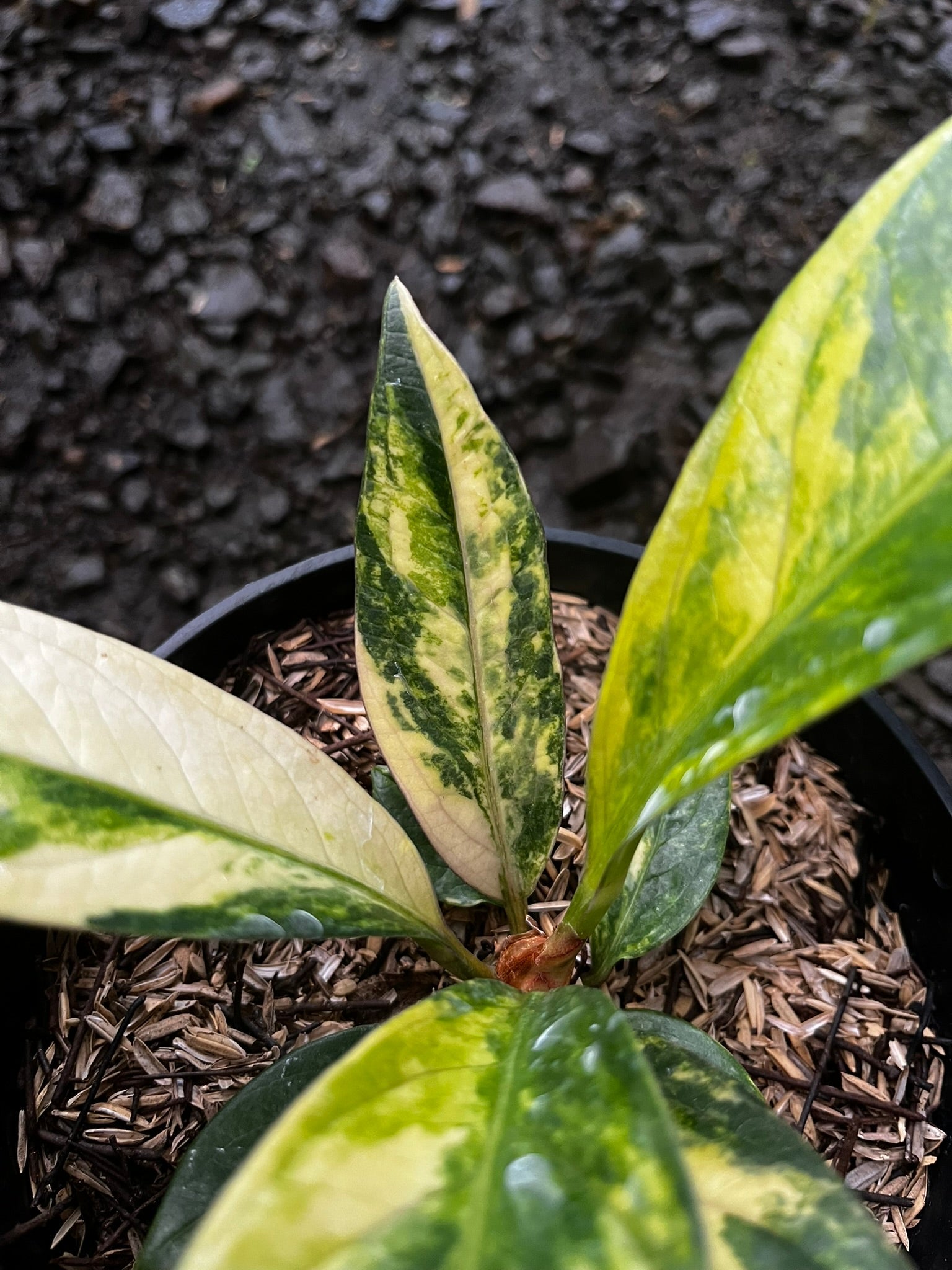 Anthurium Jemanii Variegated full plant