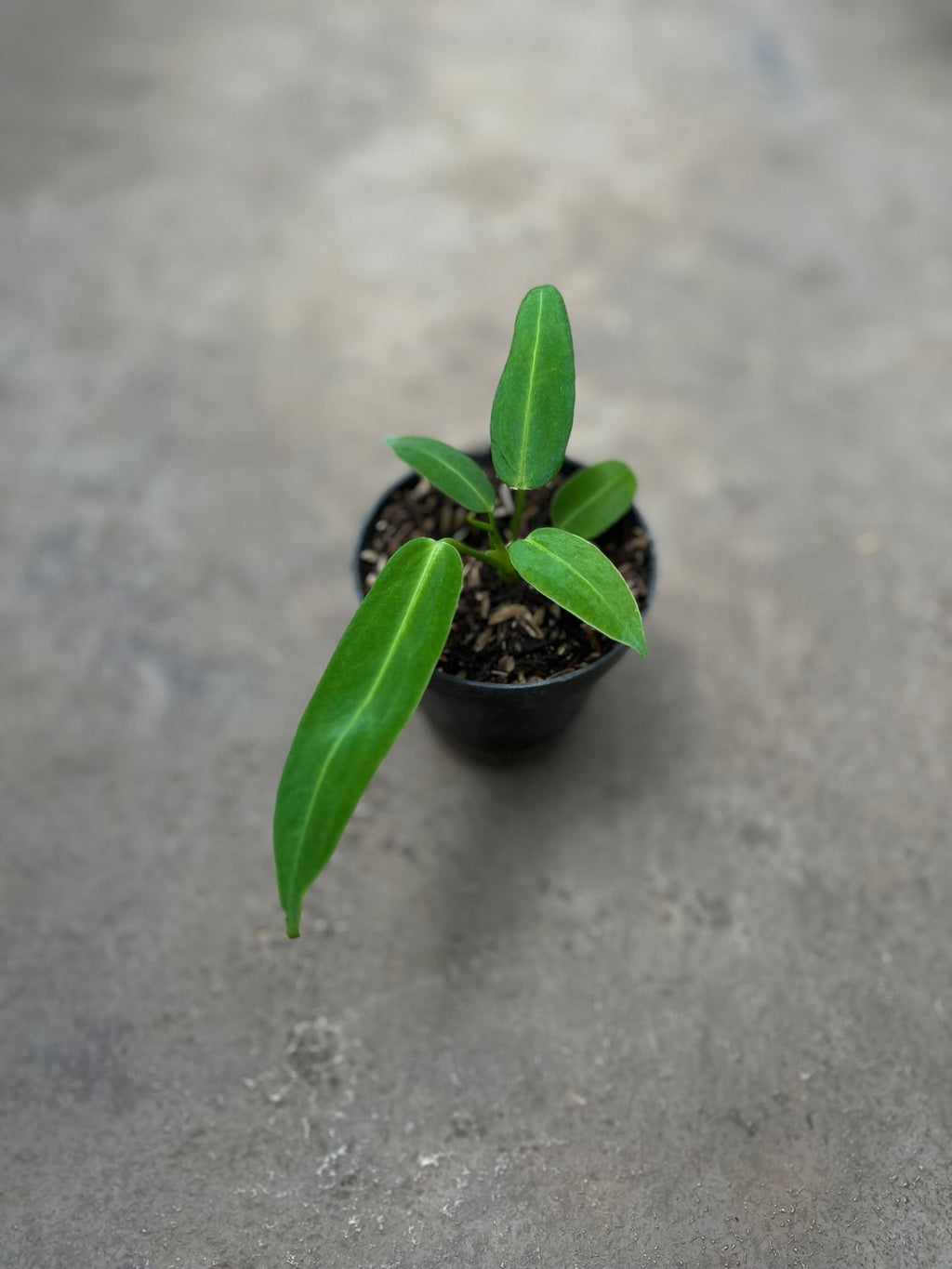 Anthurium Warocqueanum - Queen Anthurium velvety leaves