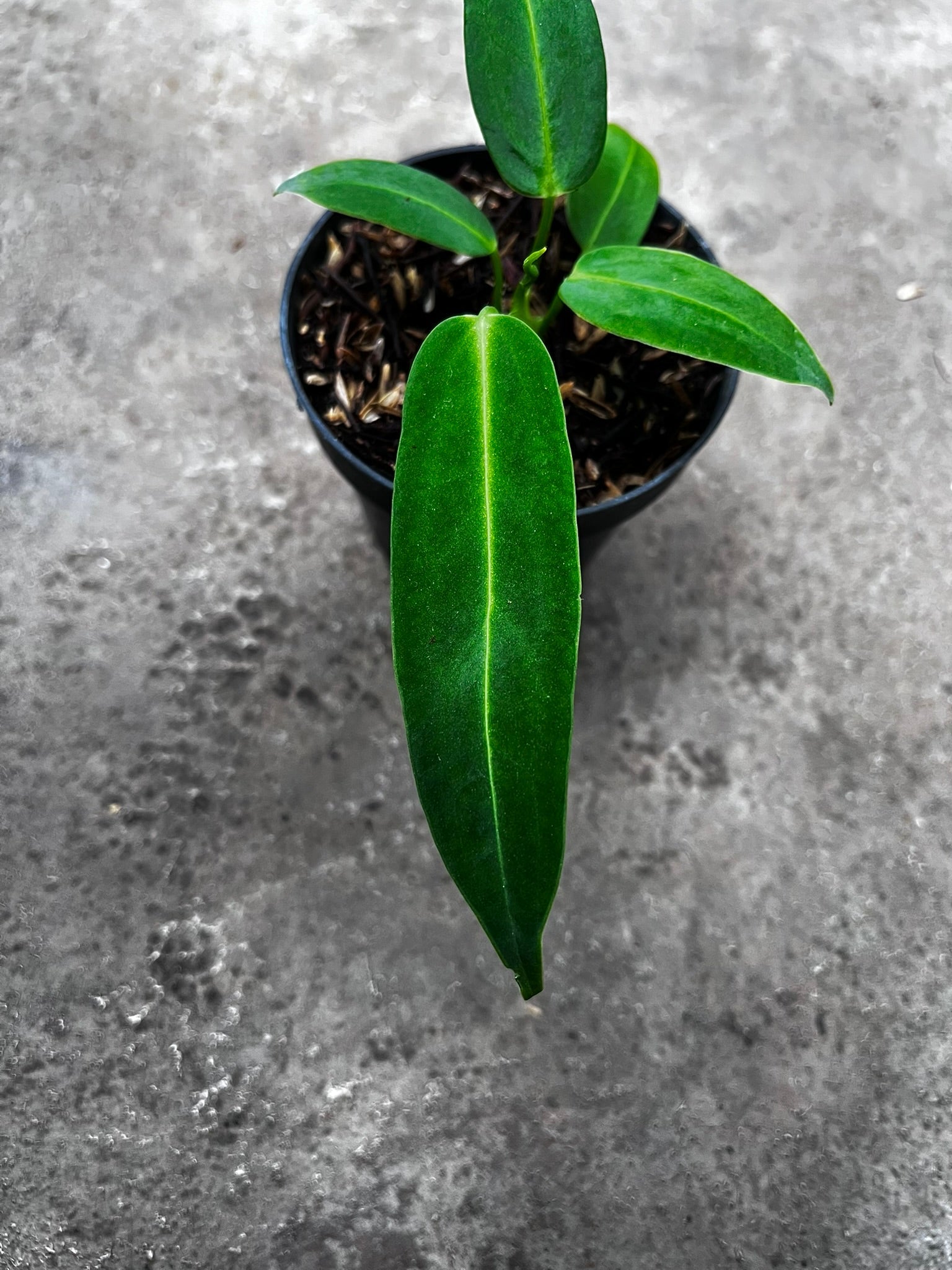 Anthurium Warocqueanum side view
