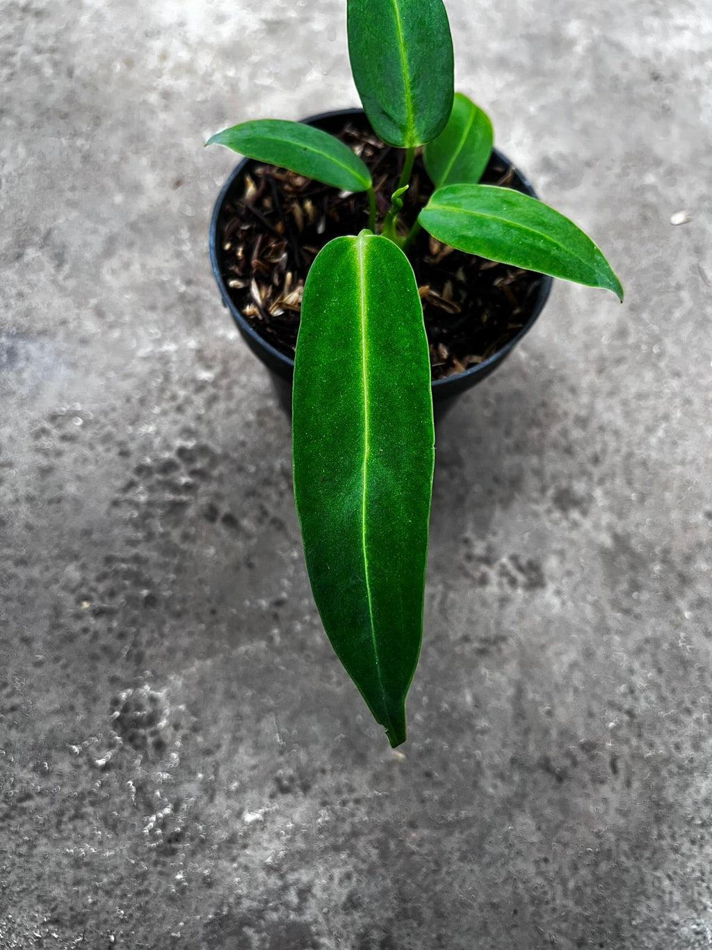 Anthurium Warocqueanum leaf