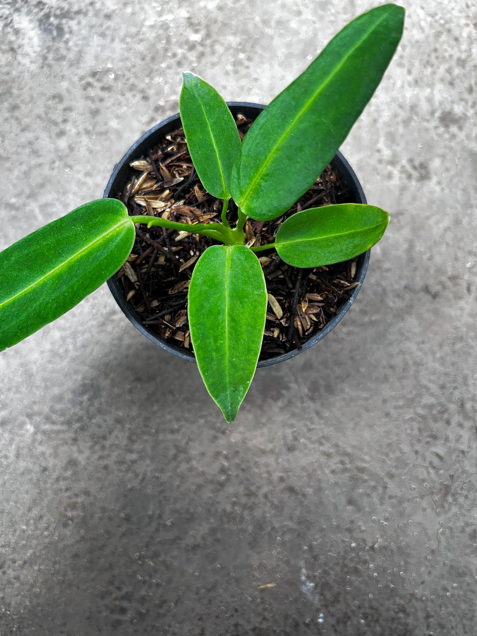 Anthurium Warocqueanum leaf detail