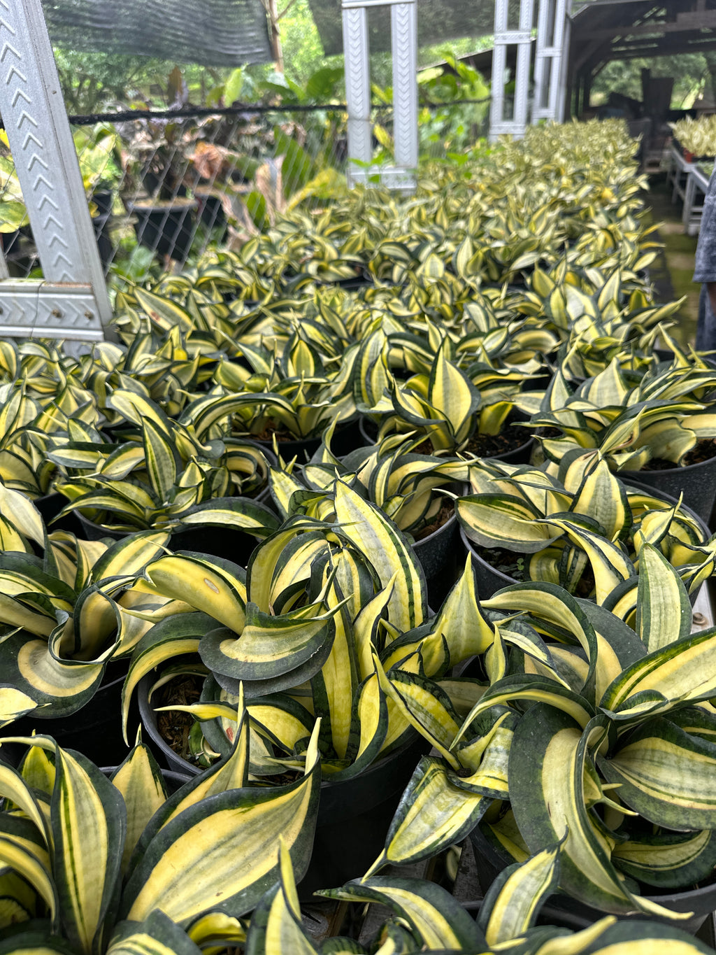 Sansevieria Wendys