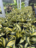 Sansevieria Wendys