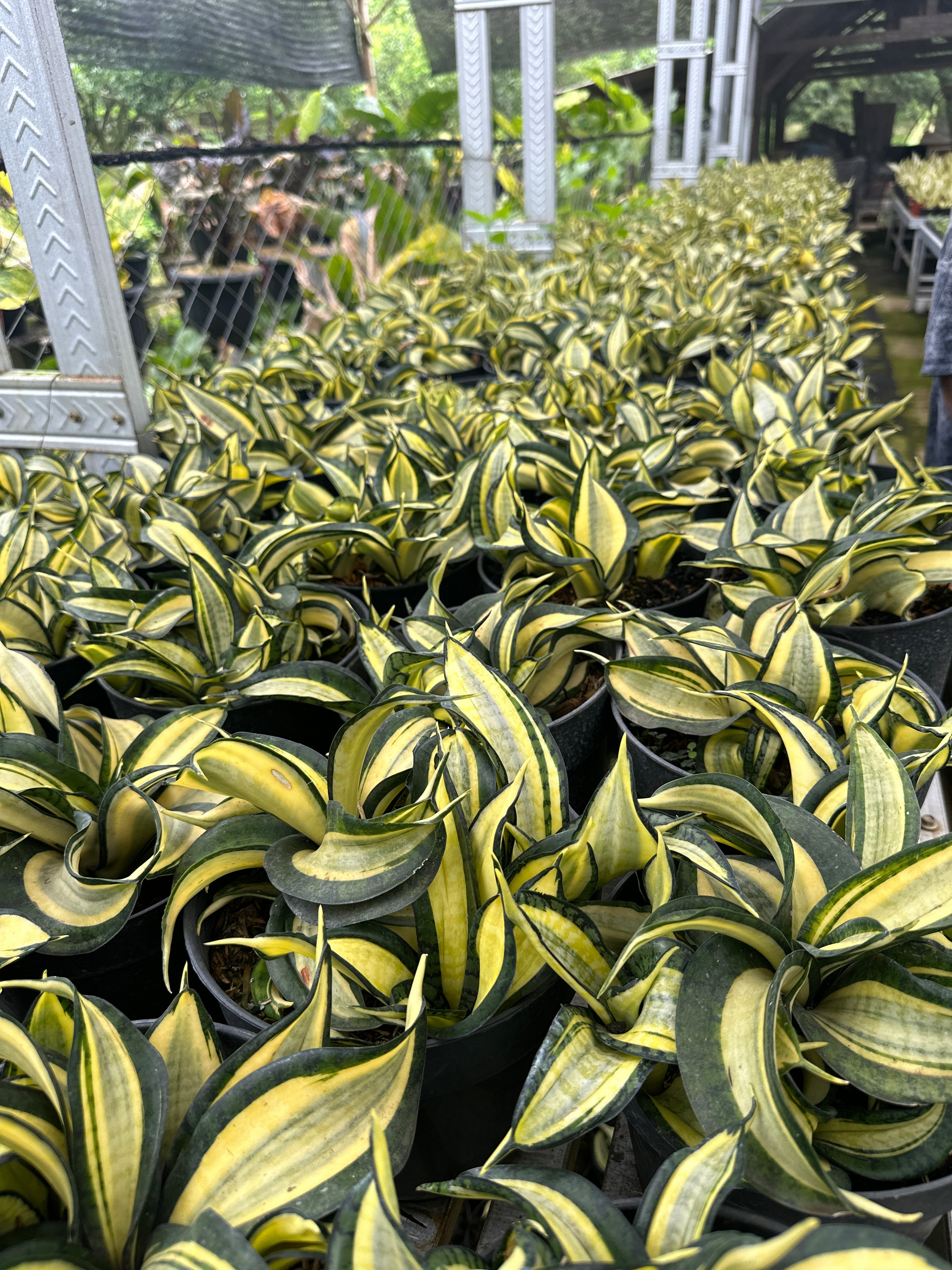 Sansevieria Wendys