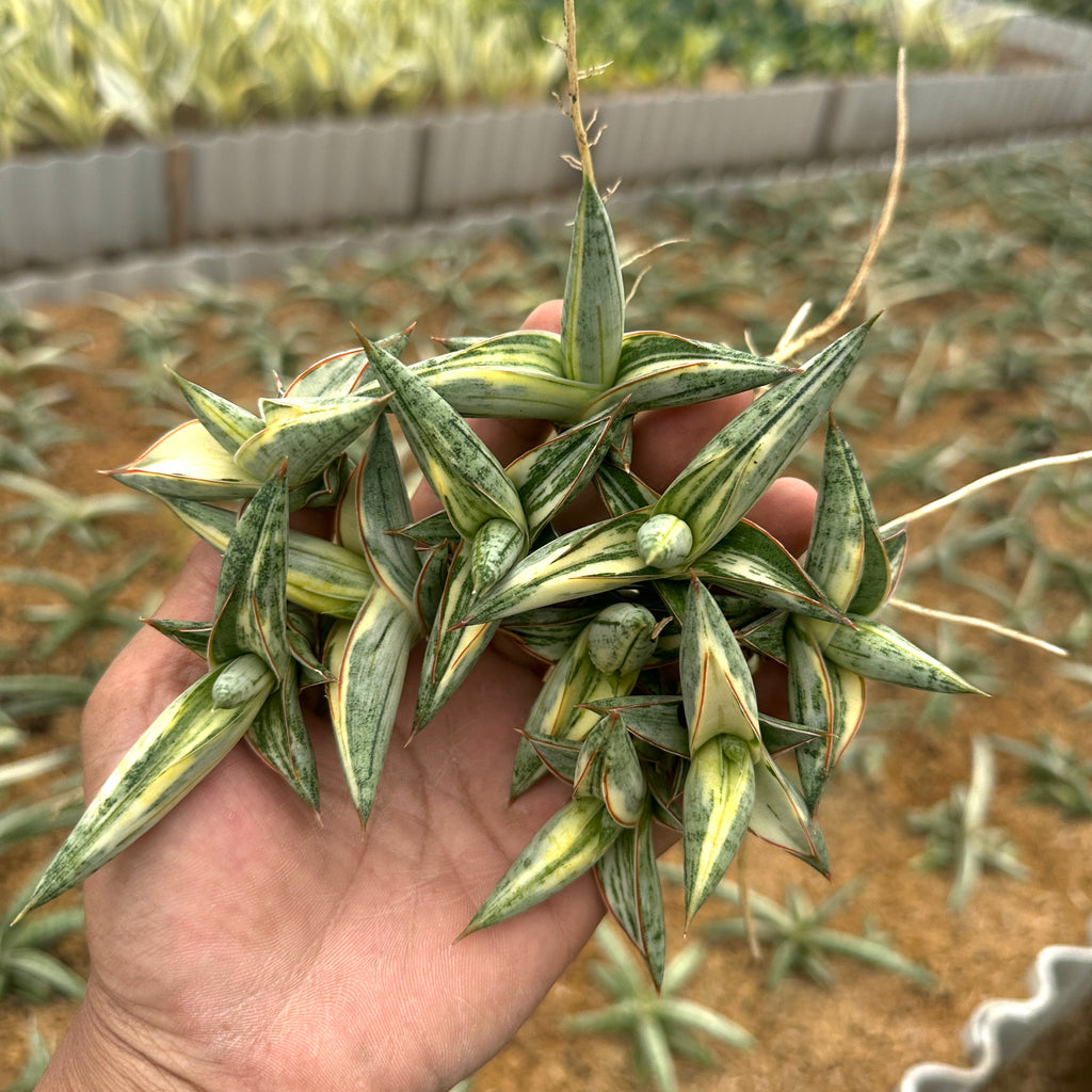 Sansevieria Blue Clone