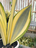 Sansevieria Futura Splash