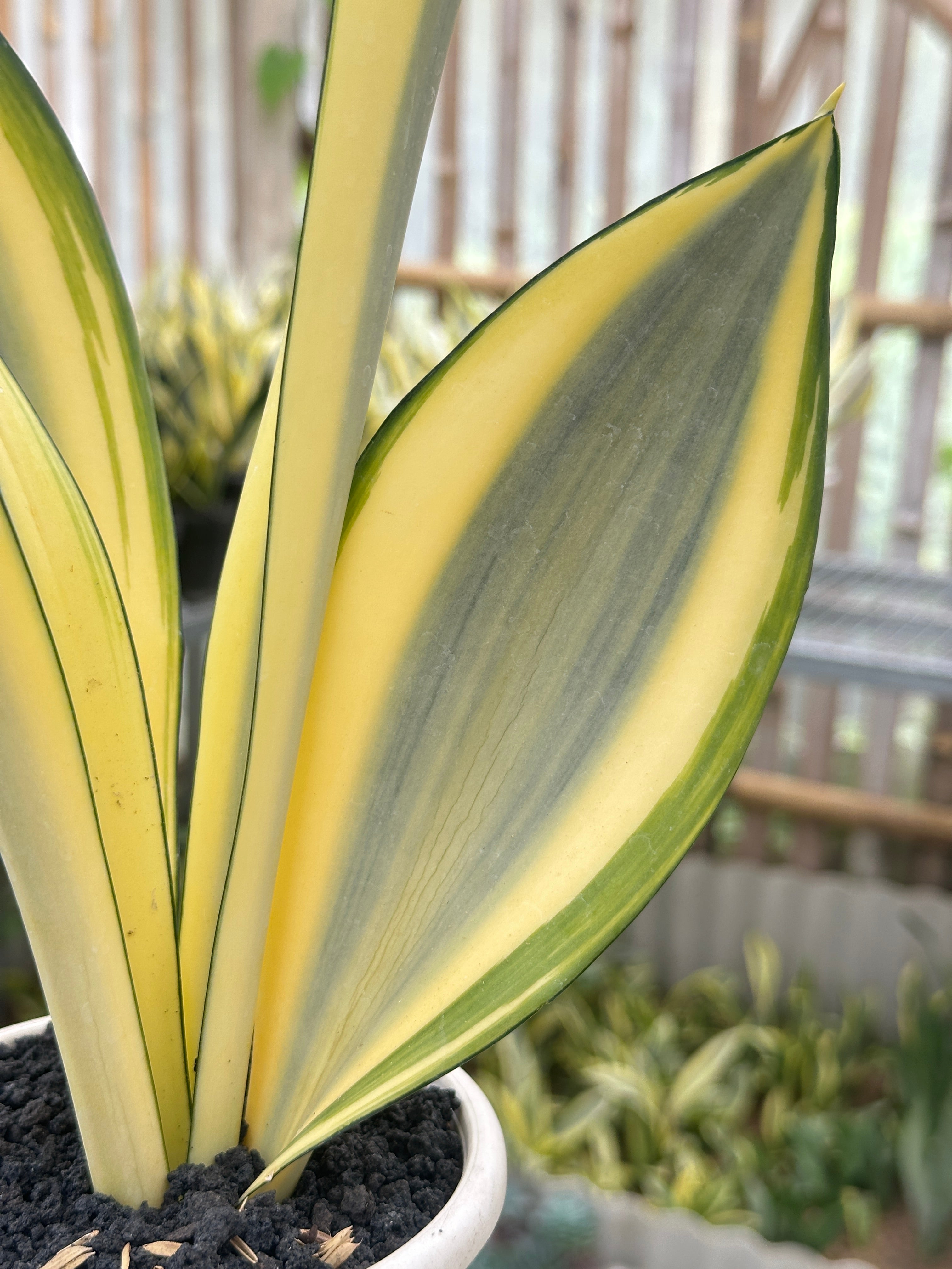 Sansevieria Futura Splash