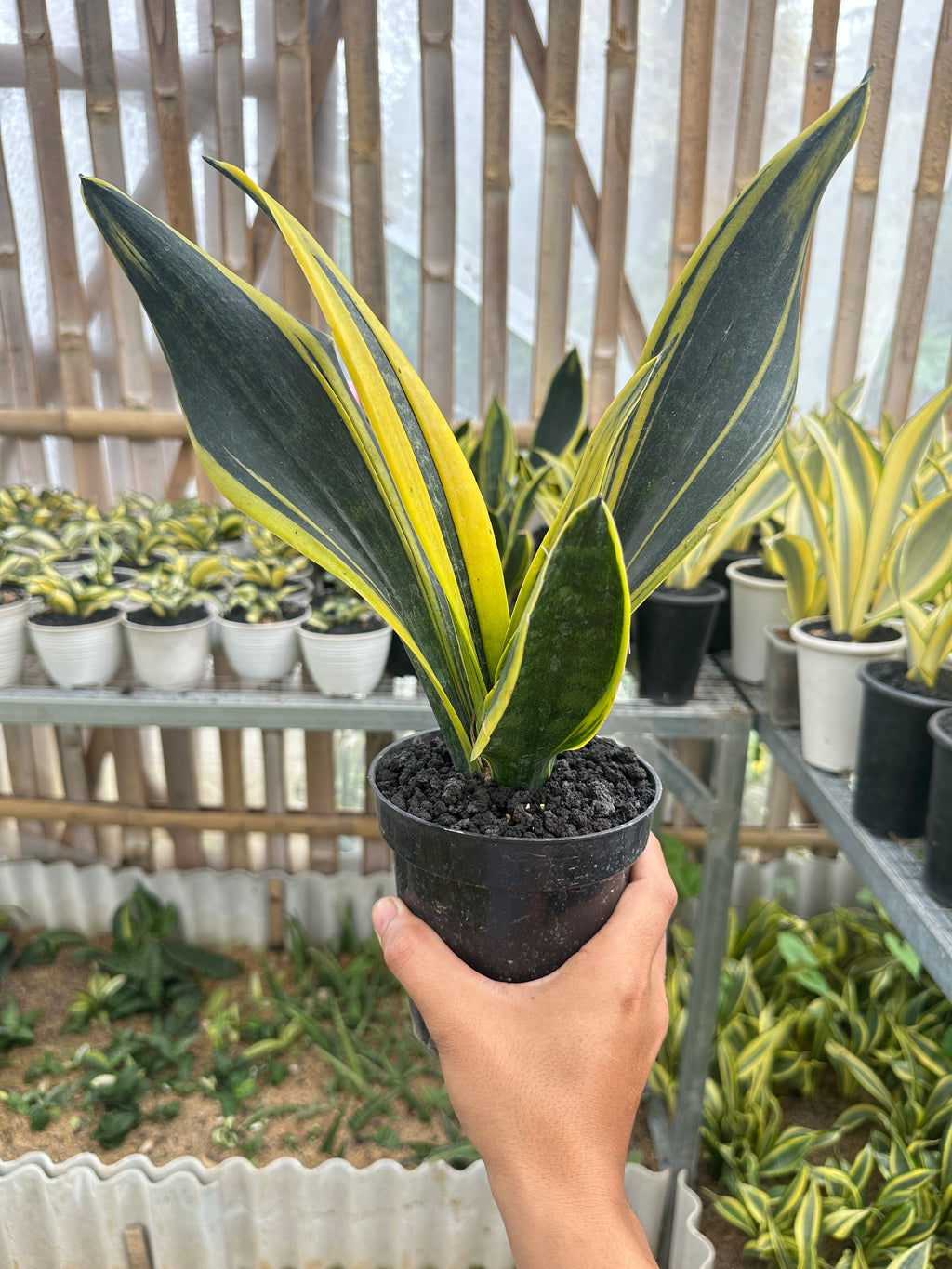 Sansevieria Gold Flame