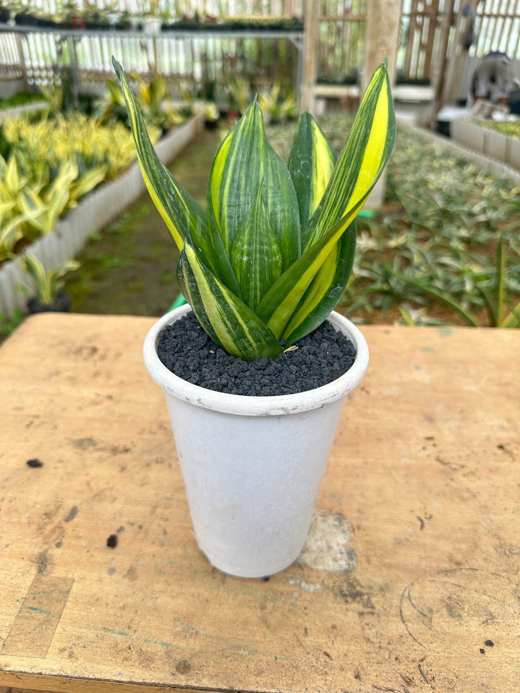 Sansevieria Green Mould Var