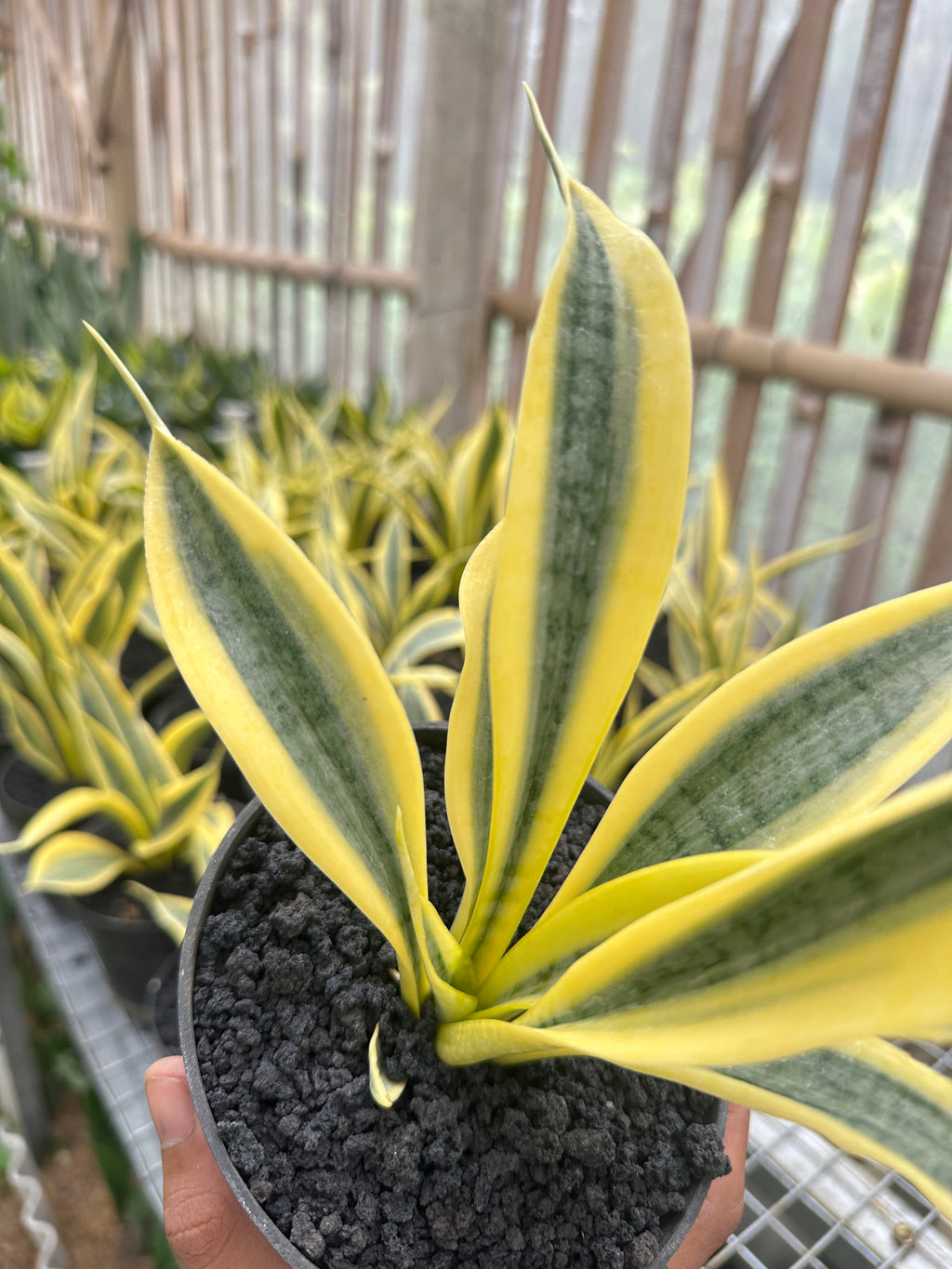 Sansevieria Yellow Thrive