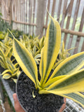 Sansevieria Yellow Thrive