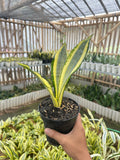 Sansevieria Golden Asahi