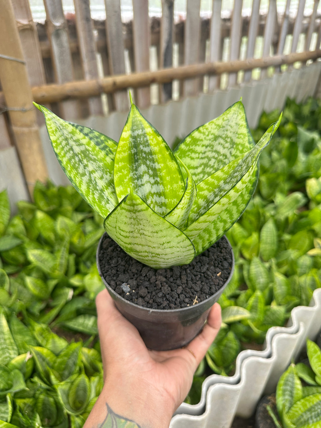 Sansevieria Hanny Filiphine