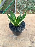 Sansevieria Pagoda