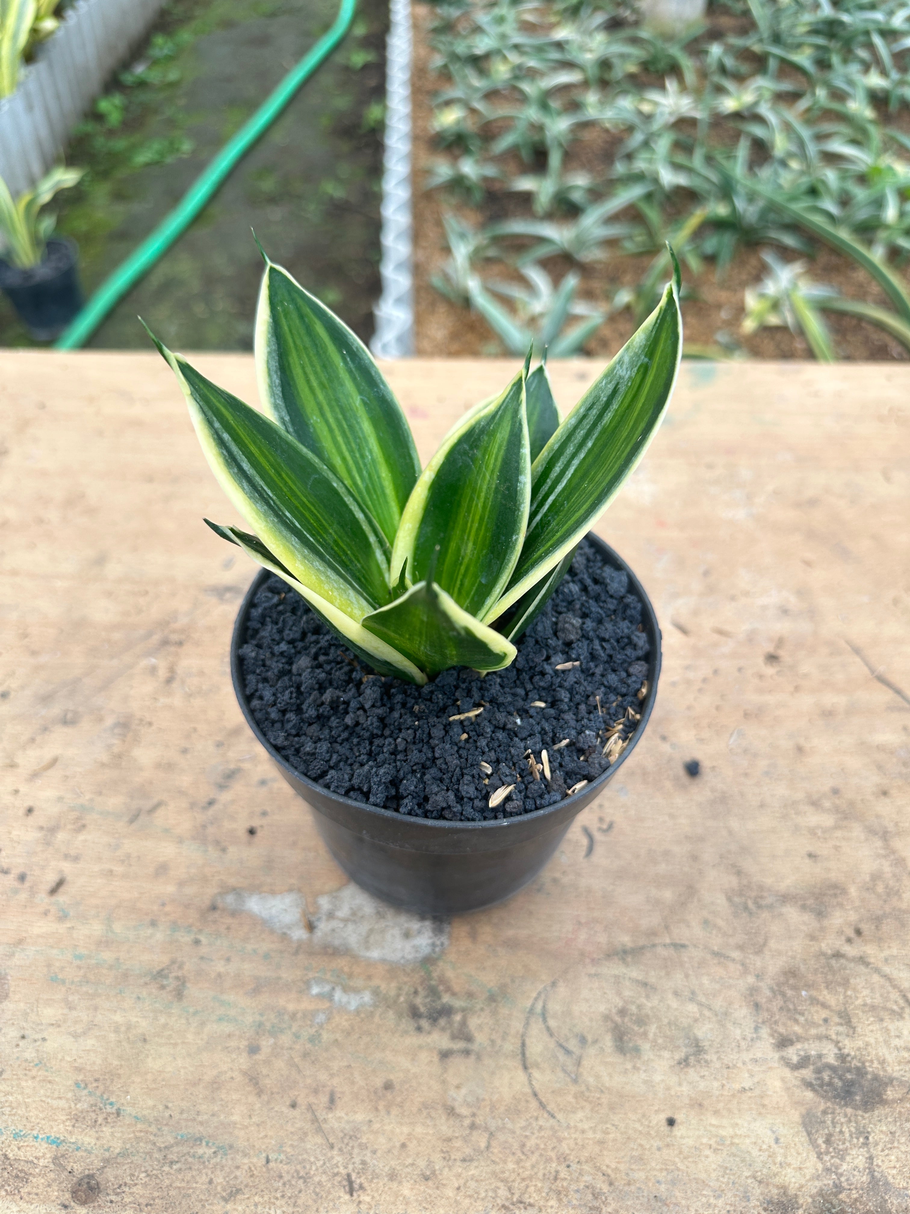 Sansevieria Pagoda