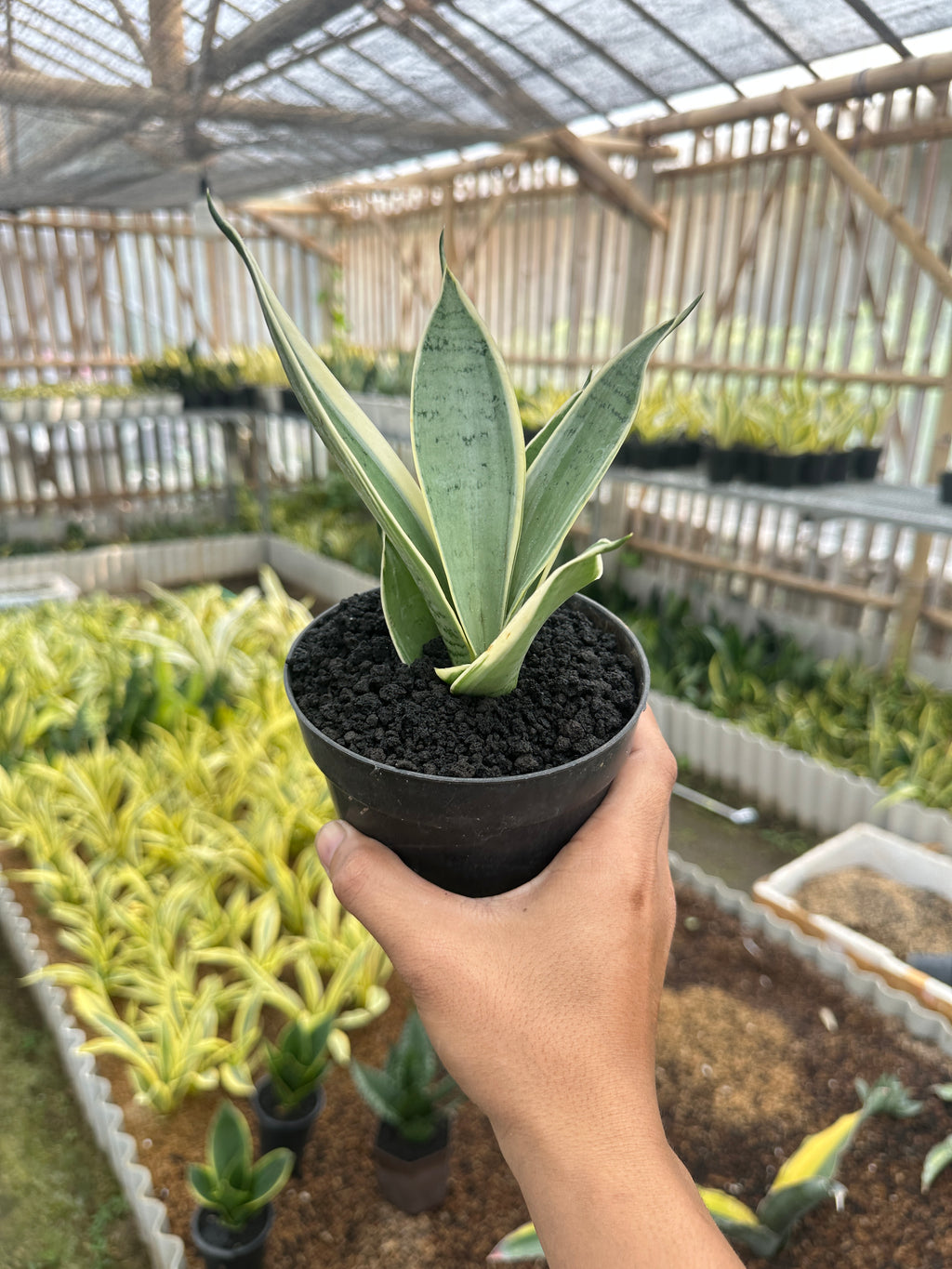 Sansevieria Hanii Silver