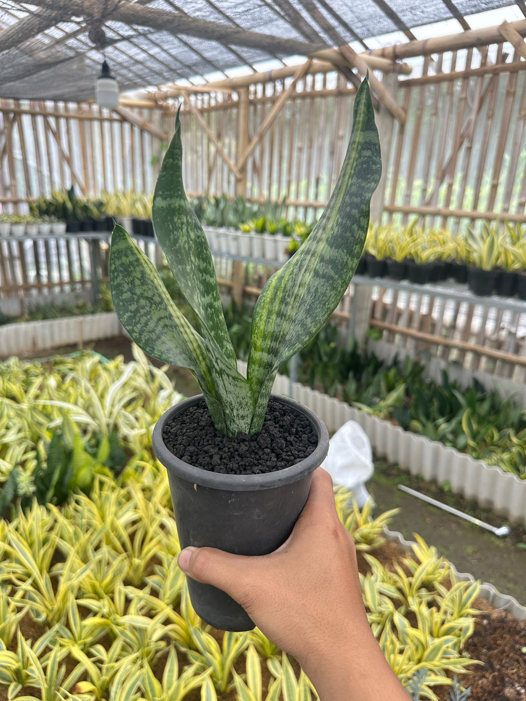 Sansevieria Futura Var