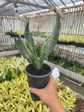Sansevieria Futura Var