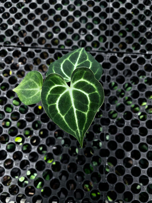 Anthurium Clarinervium — premium collector plant from Indonesia