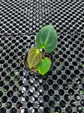 Anthurium Lagogatun — deeply corrugated dark velvet leaves, Indonesian collector cultivar | Vanosha Plants