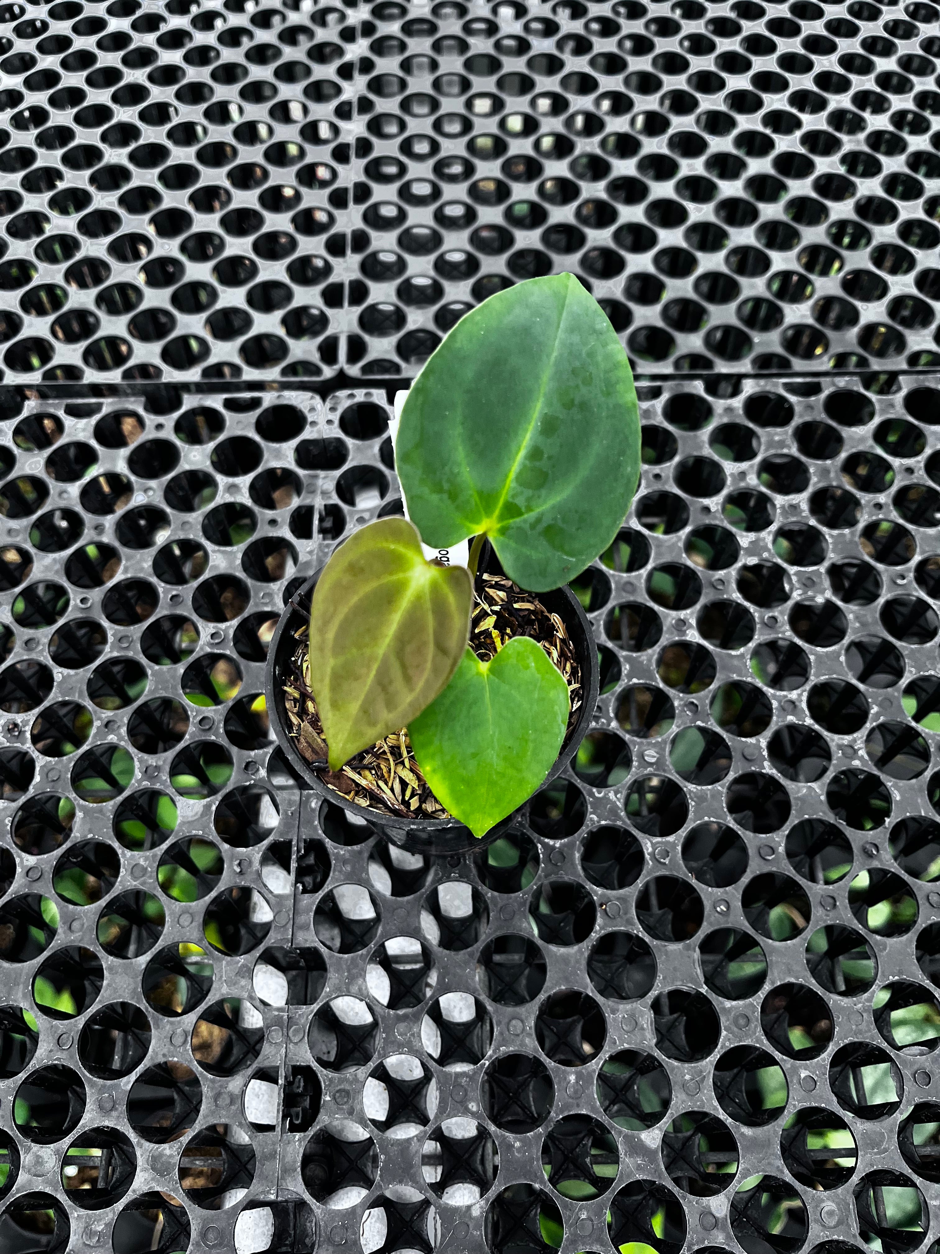 Anthurium Lagogatun — deeply corrugated dark velvet leaves, Indonesian collector cultivar | Vanosha Plants