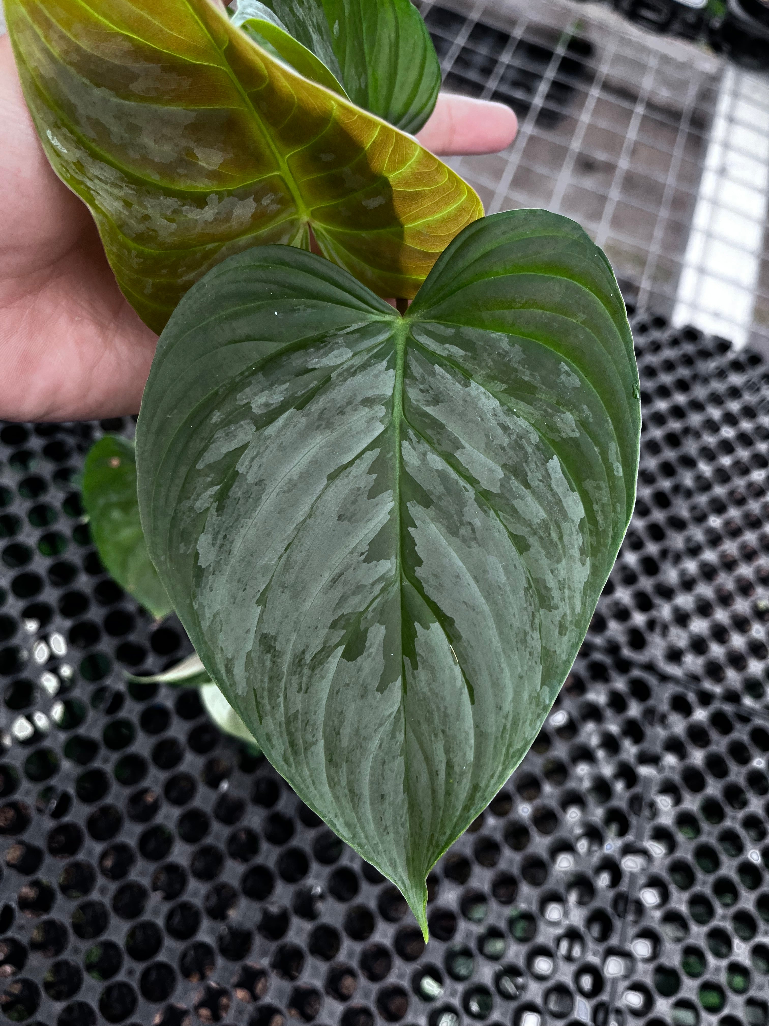 Philodendron Sodiroii — foliage close-up photographed at partner grower, Indonesia