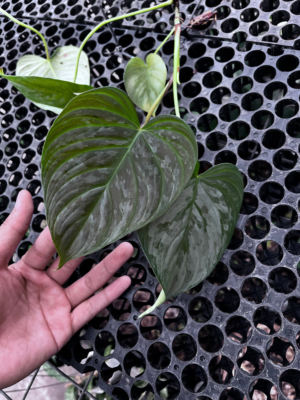 Philodendron Sodiroii — silver leaf detail photographed at partner grower, Indonesia