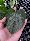Philodendron Sodiroii — full plant view photographed at partner grower, Indonesia