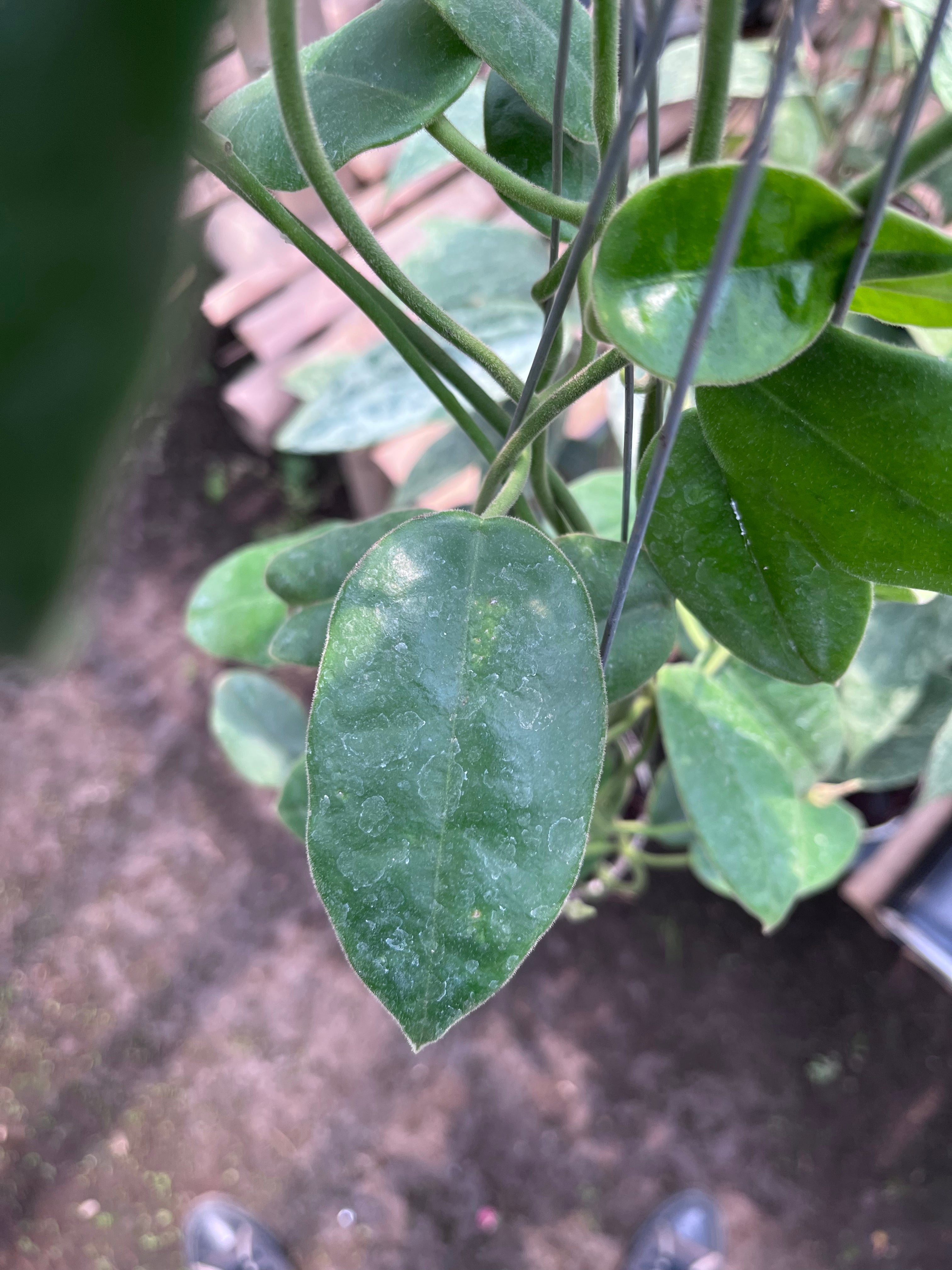 Hoya Aff Lauterbachii — leaf detail photographed at partner grower, Indonesia
