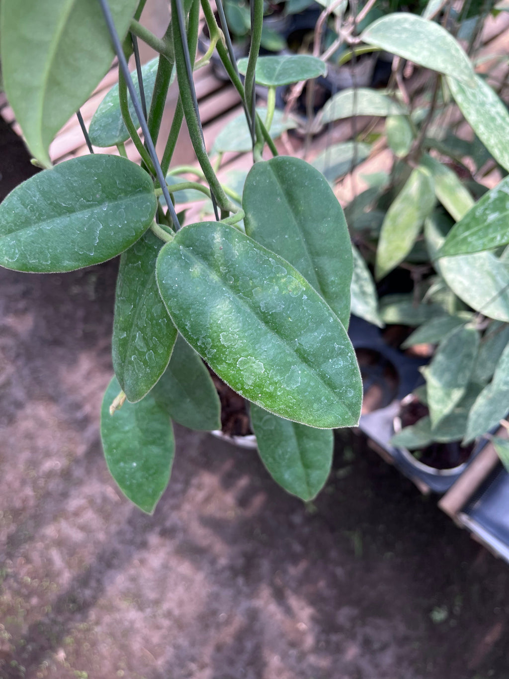Hoya Aff Lauterbachii — foliage close-up photographed at partner grower, Indonesia