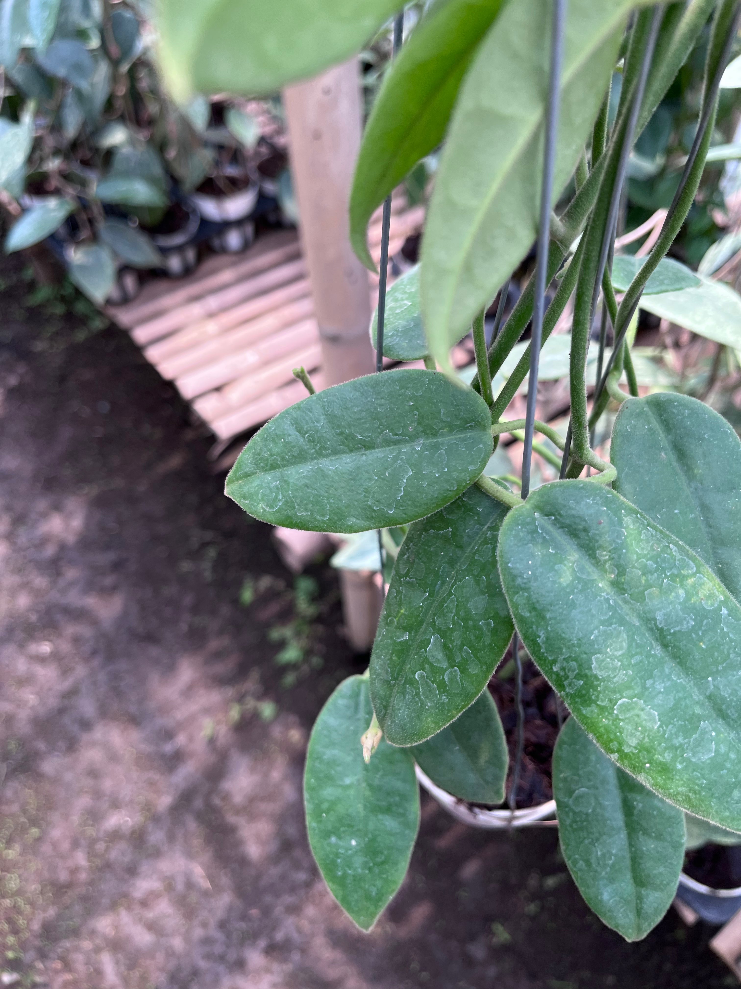 Hoya Aff Lauterbachii — growth habit photographed at partner grower, Indonesia