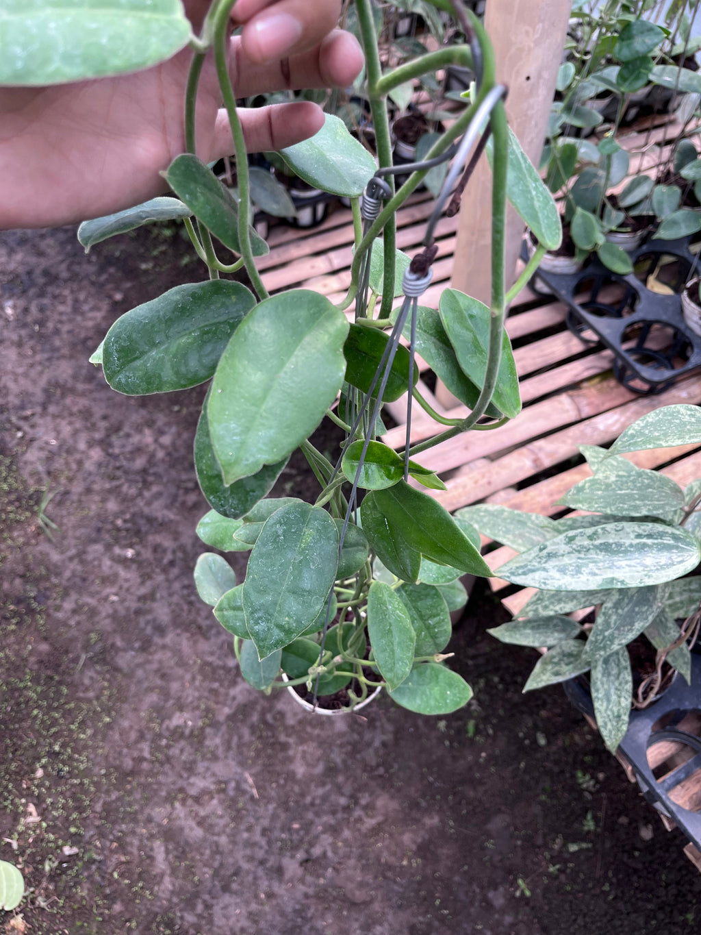 Hoya Aff Lauterbachii — full plant view photographed at partner grower, Indonesia