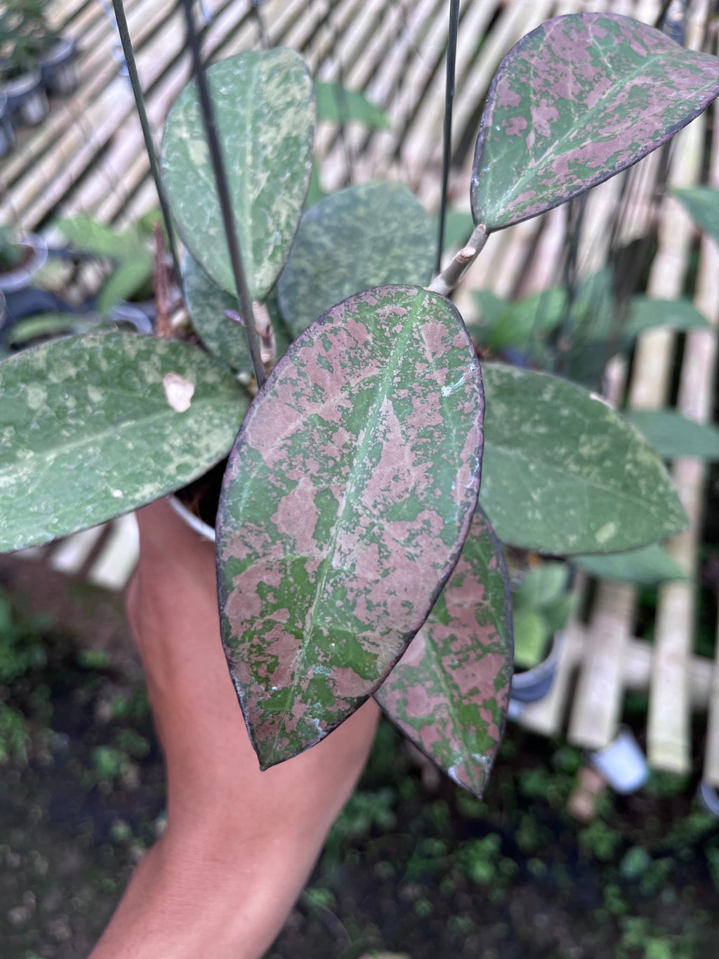 Hoya Verticilata Sp Nganjuk Splash Pink — full plant view photographed at partner grower, Indonesia