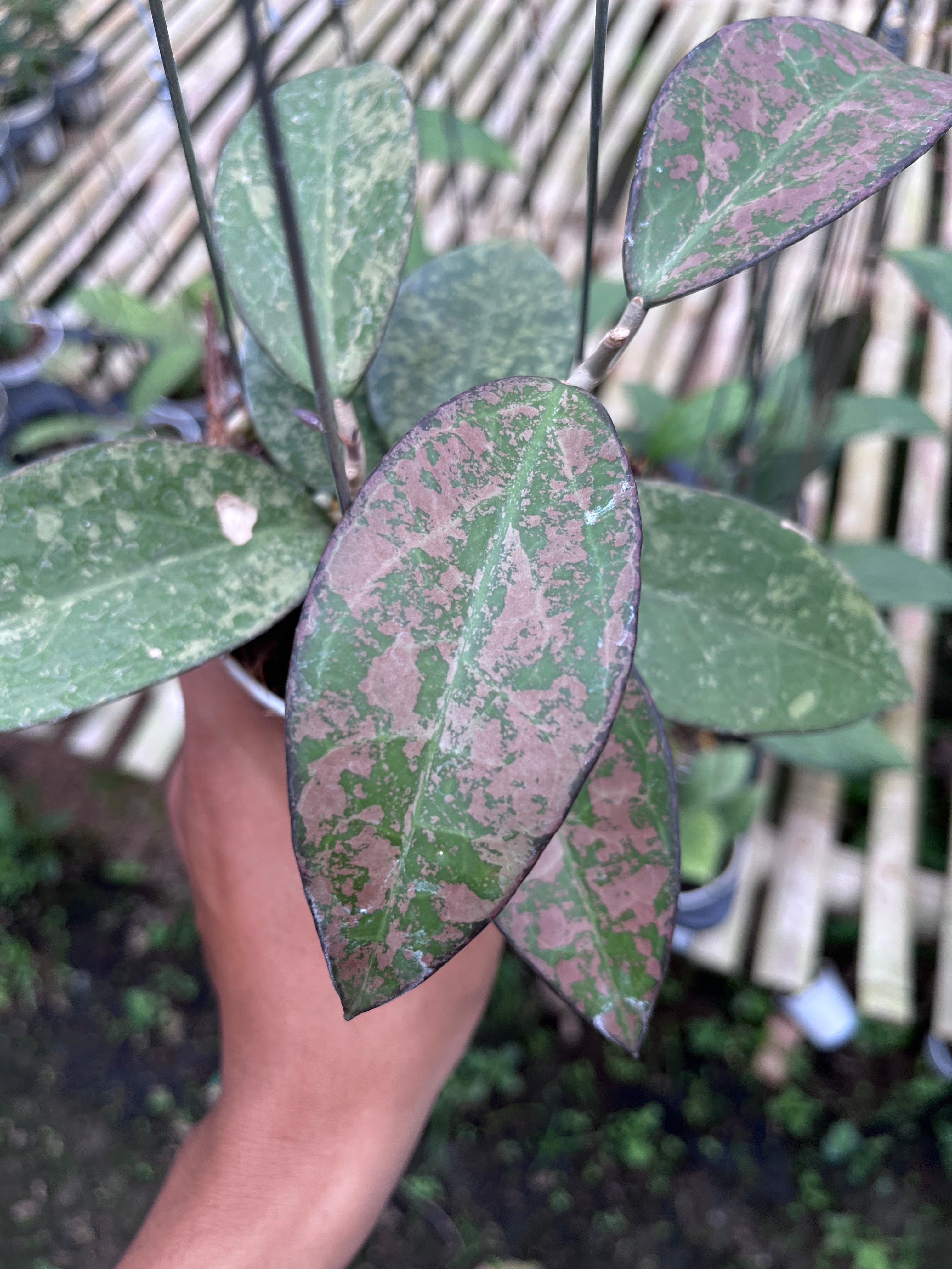 Hoya Verticilata Sp Nganjuk Splash Pink — full plant view photographed at partner grower, Indonesia